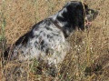 Setter Anglais PRUNE DU CLOS ROMEZIERE